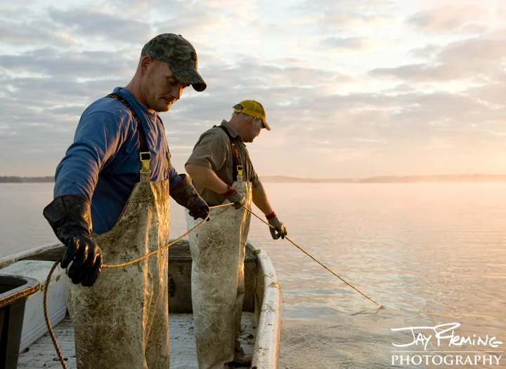 Father-Son watermen pulling pots for Blue Catfish on the Potomac River. September 2014