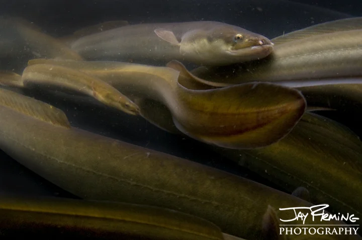 American Eels in a holding tank ready for the live market. November 2014