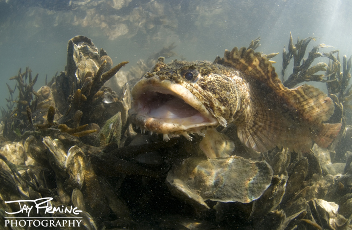 Oyster Toadfish, lower Chesapeake Bay. October 2014