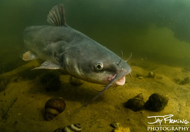 Blue Catfish, Potomac River. September 2014