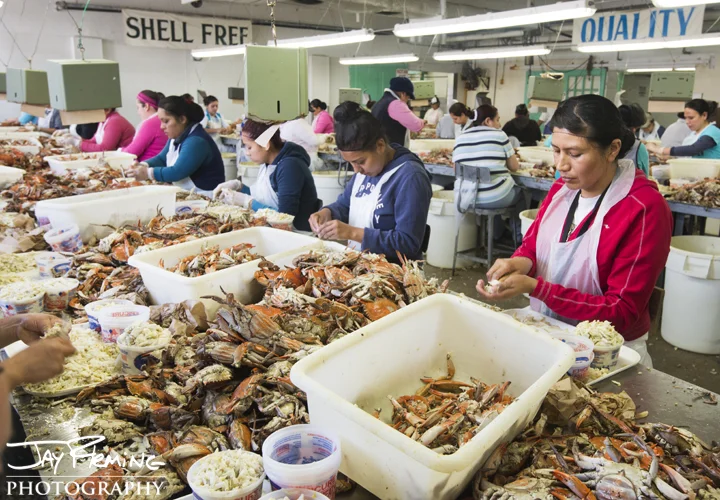 Picking fall crabs at the JM Clayton Company. Cambridge MD. October 2014