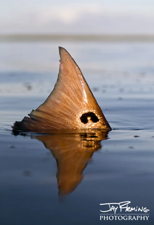 Red Drum Tail Jay Fleming