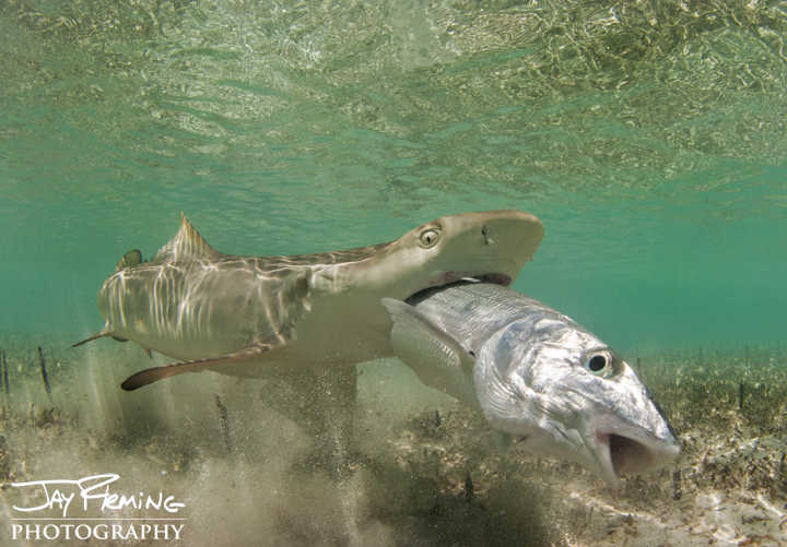 A Lemon Sharks eats a Bonefish. Brigantine Cays 