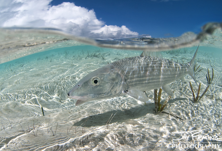Bonefish flats patrol. Brigantine Cays