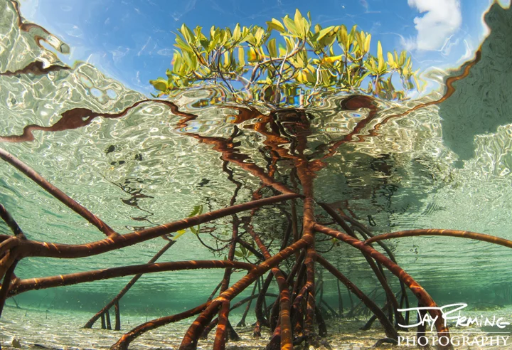 Red Mangrove root system. Bok Cat Cay 