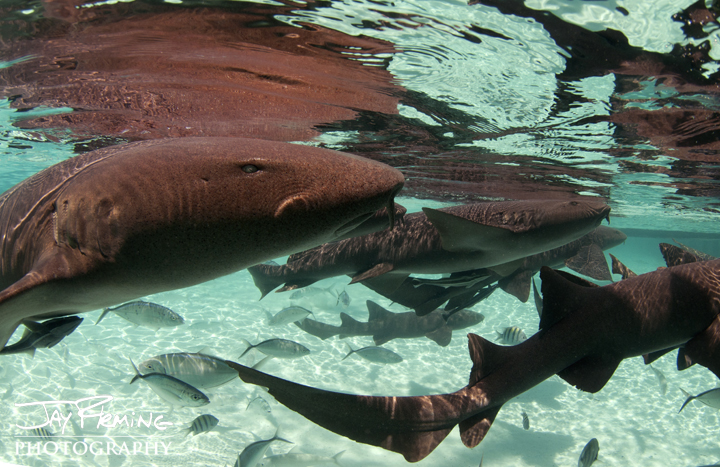 Nurse Sharks. Compass Cay