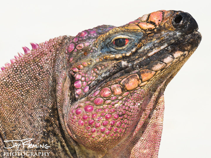 Bahamian Rock Iguana. Clove Cay 