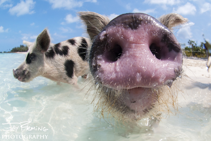 Swimming Pigs. Staniel Cay 