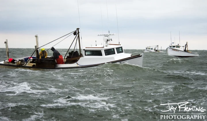 Tangier watermen dredging for oysters. Tangier Sound