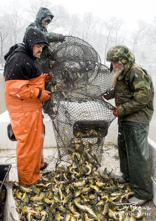 Fyke Netting for Yellow Perch. Bush River, Maryland 
