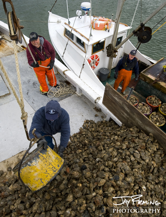 Tangier dredgers unloading oysters onto the buyboat 'Delvin K'. Tangier, Virginia 