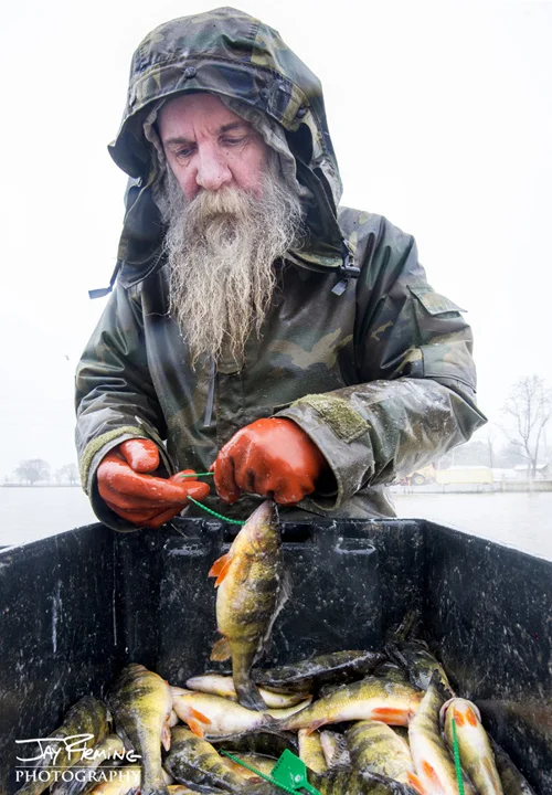 Tagging Yellow Perch. Bush River, Maryland 