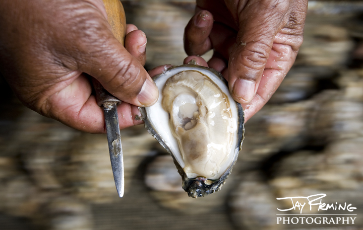 Northern Neck of Virginia shucker. Bevans Oyster Company, Virginia 