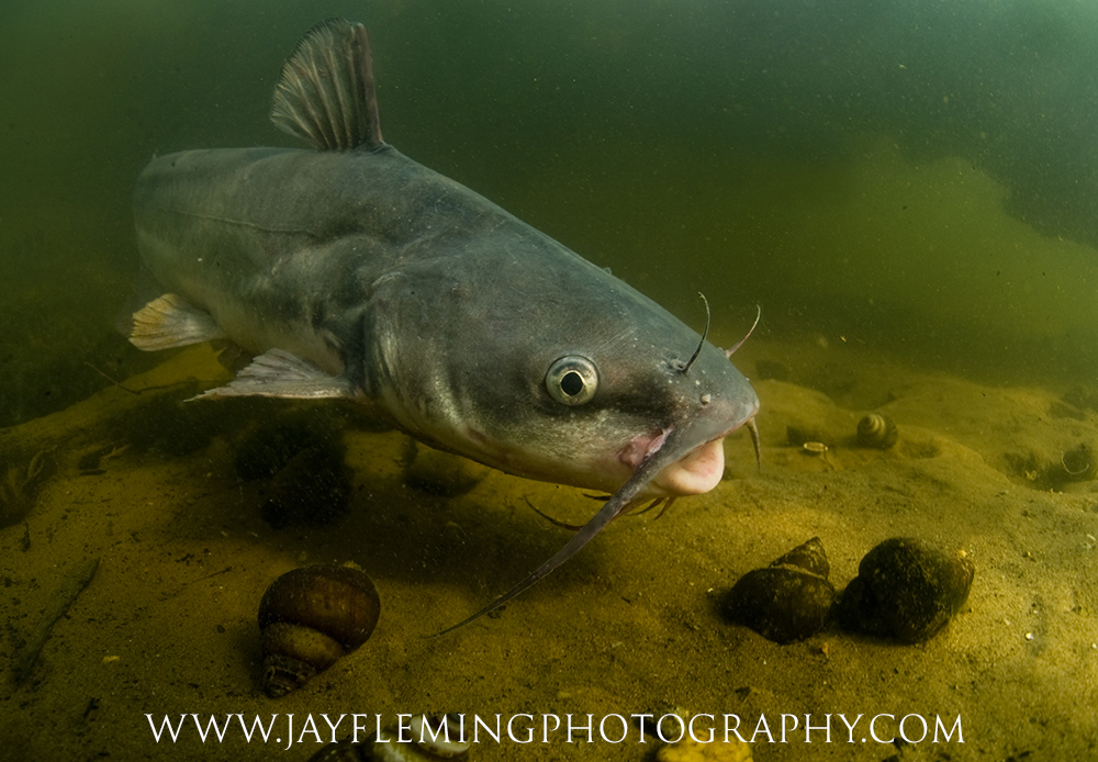 Blue Catfish - National Fisherman -      © Jay Fleming Photography        -        15.jpg