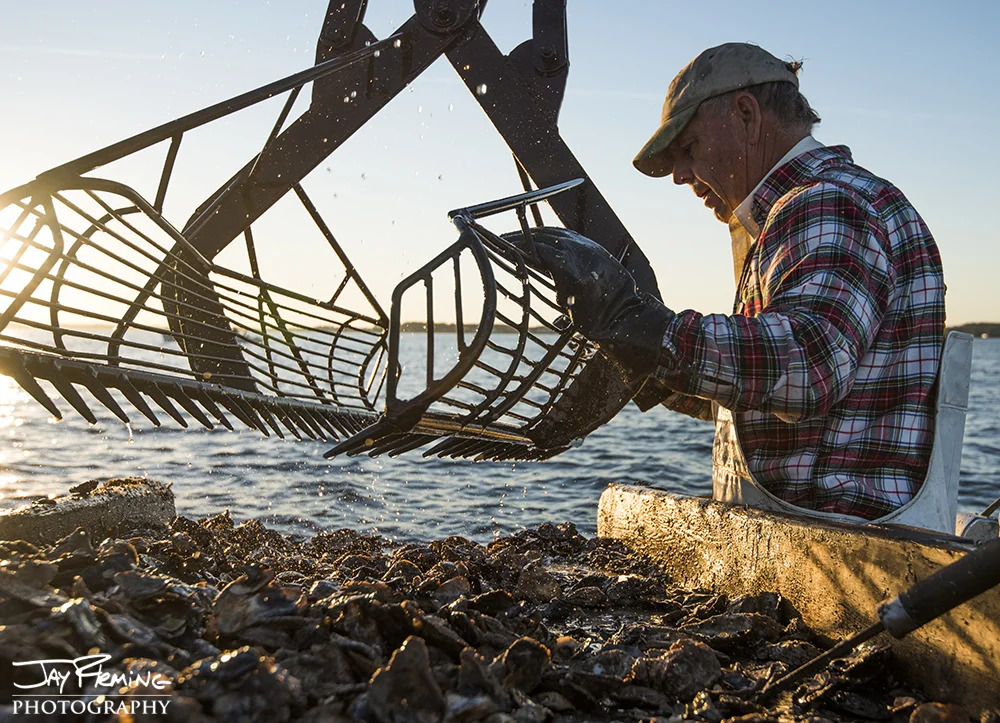 Unloading Oysters from patent tongs. Halls Oyster Bar. October 2015