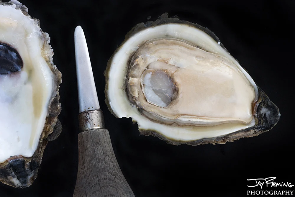 Shucked oyster at the Shooting Point Seafood packing house. Franktown,Virginia 