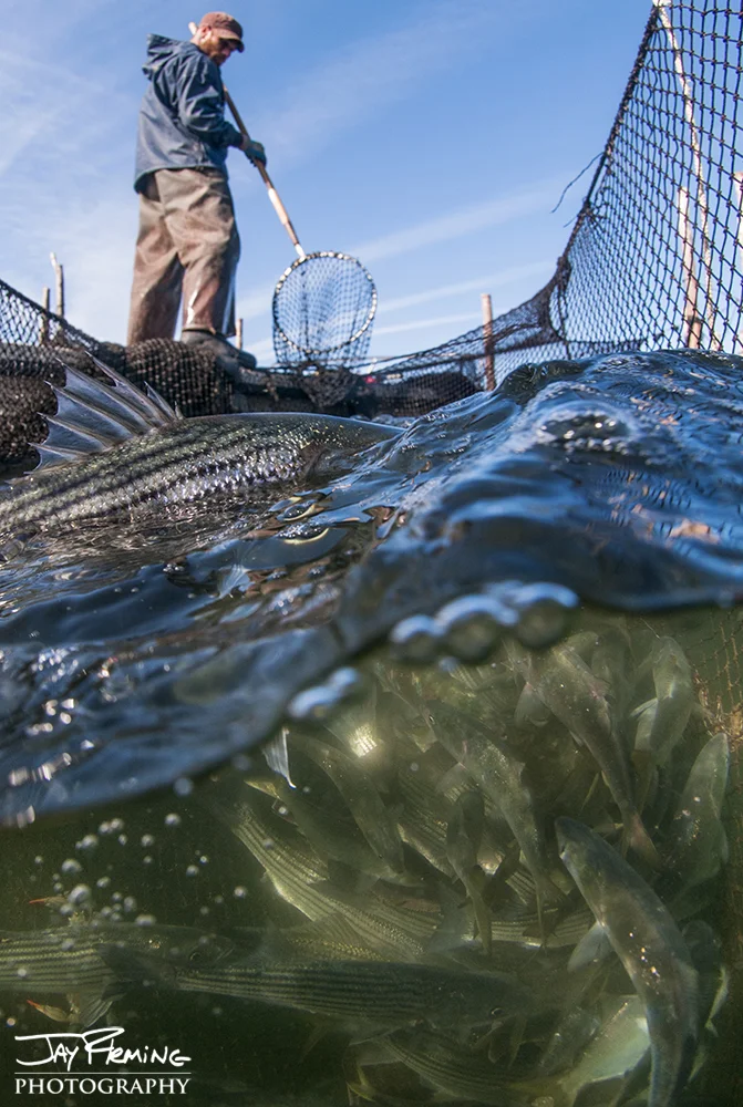 Waterman Joshua Hubbard fishing a pound net off Hoopers Island. 