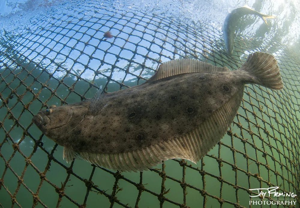 Summer Flounder migrated out of the Chesapeake Bay in late October and early November 
