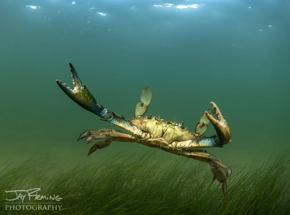 Blue Crab in a Eel Grass bed off Bloodsworth Island, Maryland 