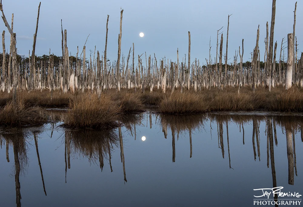 Moonrise over a tidal pond in Blackwater National Wildlife Refuge. Crapo, Maryland 