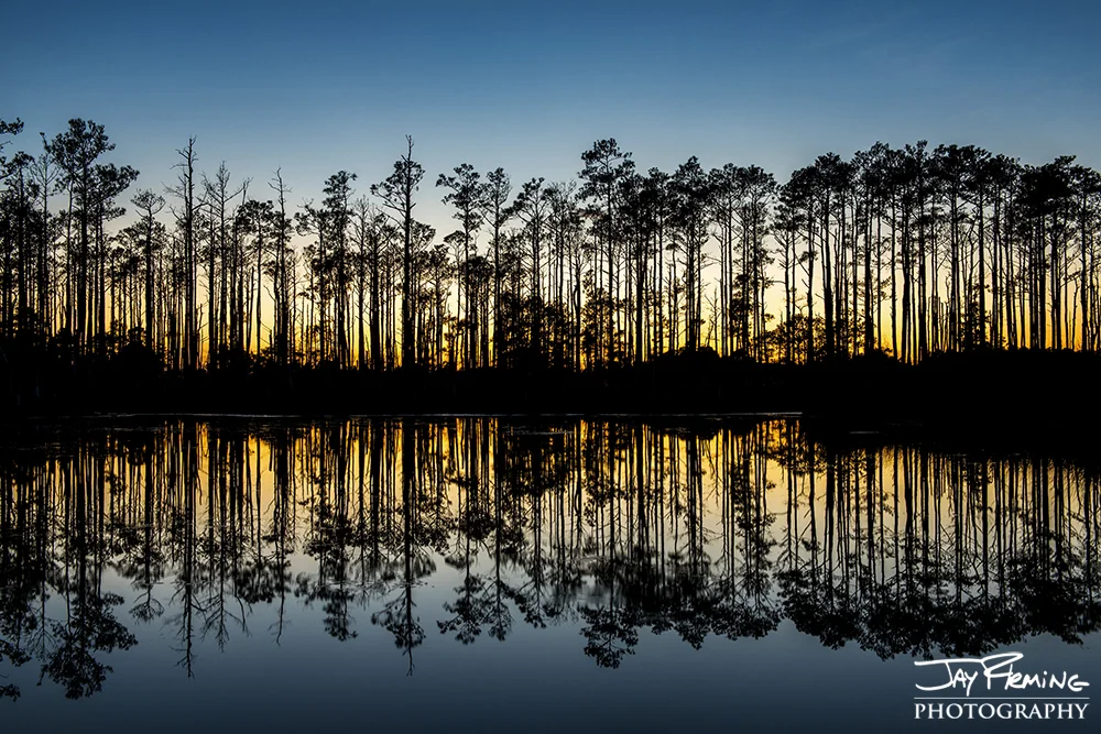 Loblolly Pines reflected in a Blackwater National Wildlife Refuge tidal pond off Andrews Road 