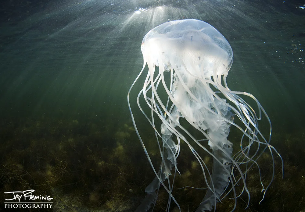 Sea Nettle. Honga River, Maryland 
