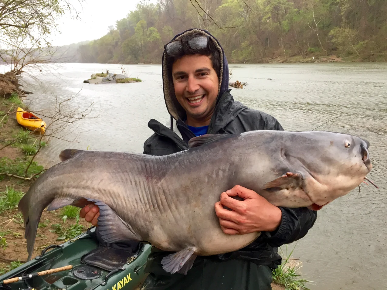 Jay Fleming holds up a estimated 72 pound Blue Catfish caught out of the Potomac River near Georgetown, Washington D.C. photo: Tom Price 