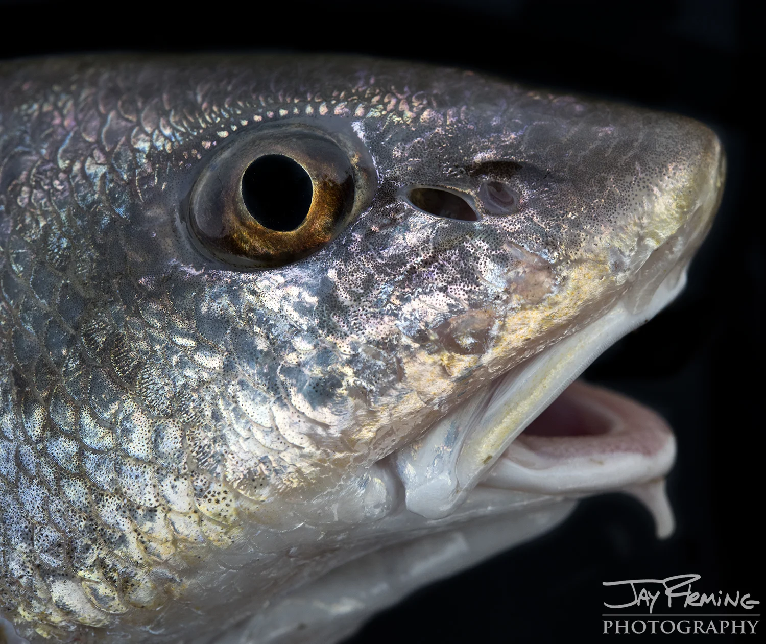 Tangier Sound Fish Details - © Jay Fleming - 01.jpg