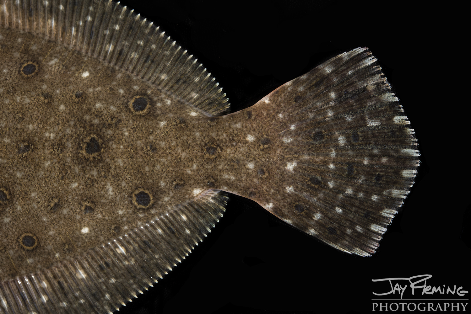 Tangier Sound Fish Details - © Jay Fleming - 03.jpg