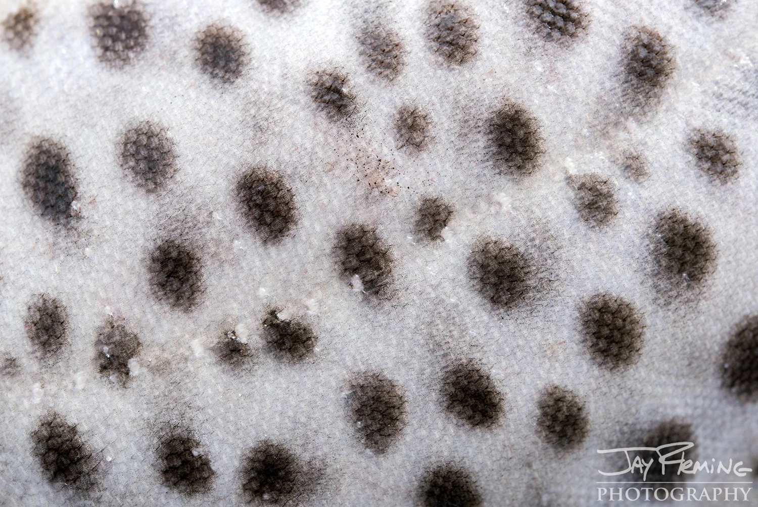 Tangier Sound Fish Details - © Jay Fleming - 06.jpg