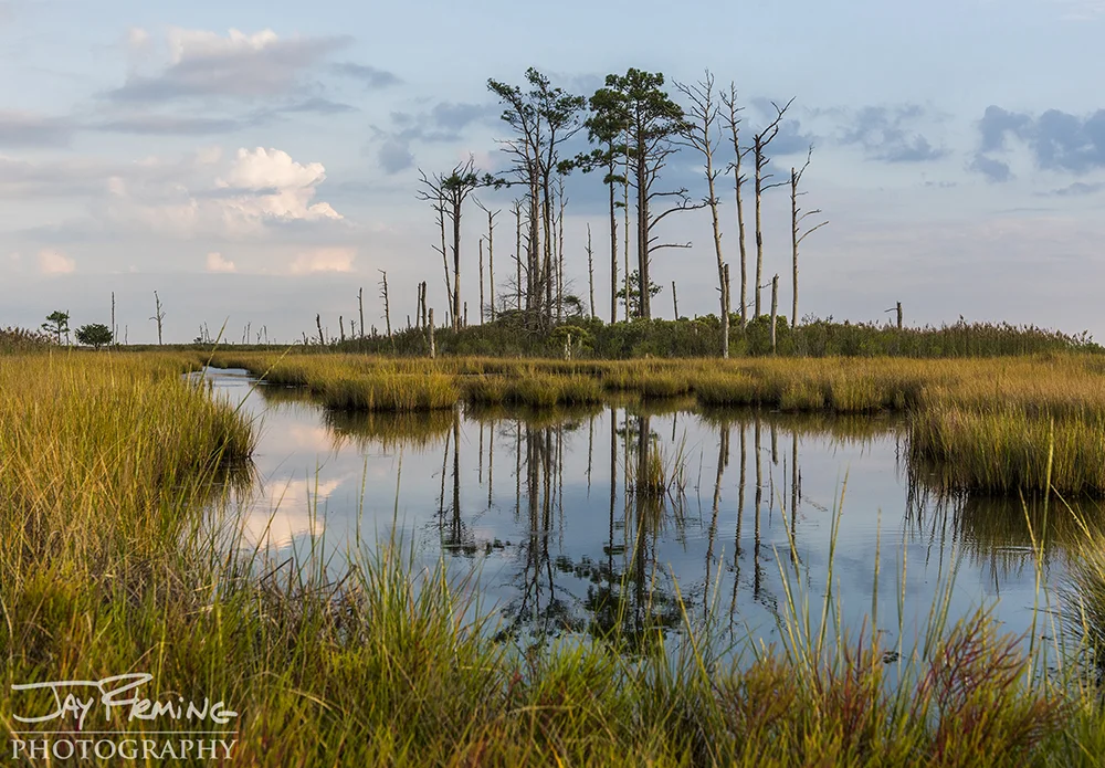 Hoopers Island© Jay Fleming11.jpg