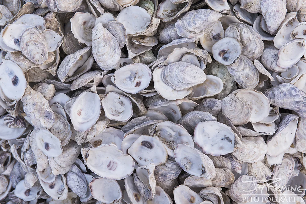 Hoopers Island Oyster Company marketing campaign photoshoot — Jay
