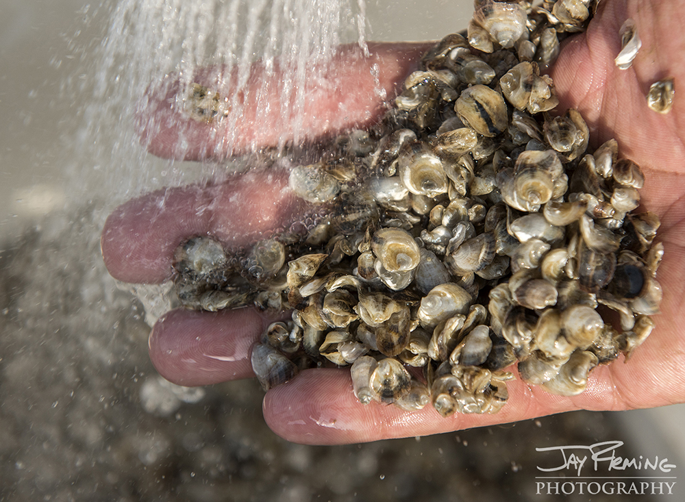 Hoopers Island Oyster © Jay Fleming05.jpg