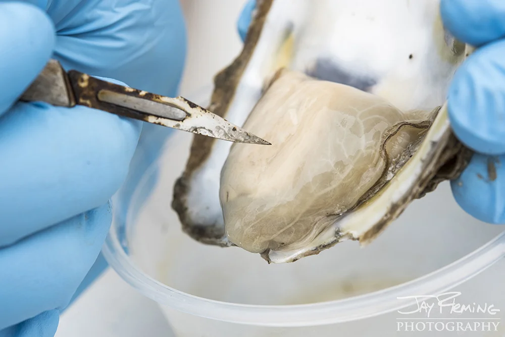 Hoopers Island Oyster Company marketing campaign photoshoot — Jay