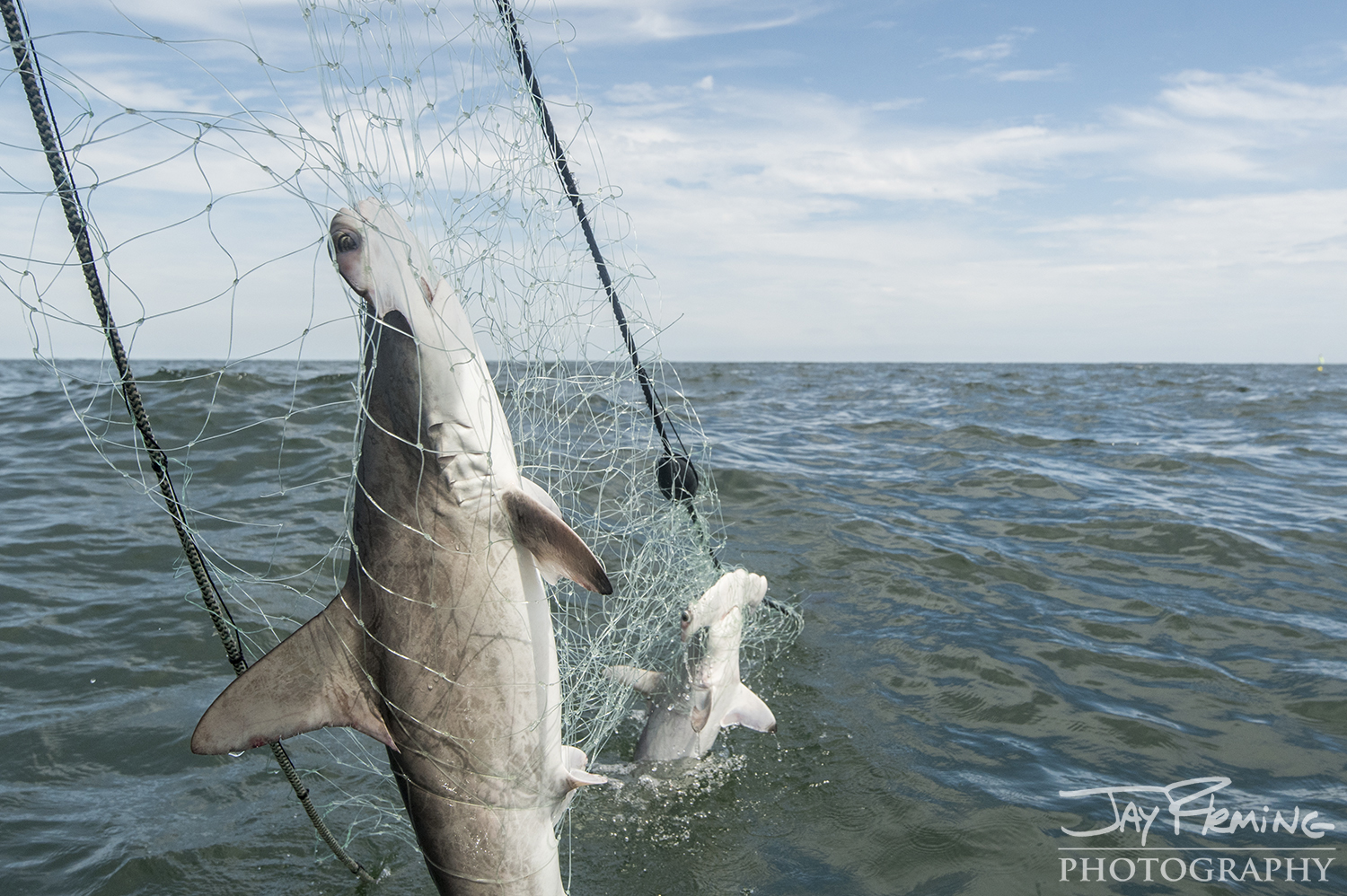 Fisheries © Jay Fleming08.jpg