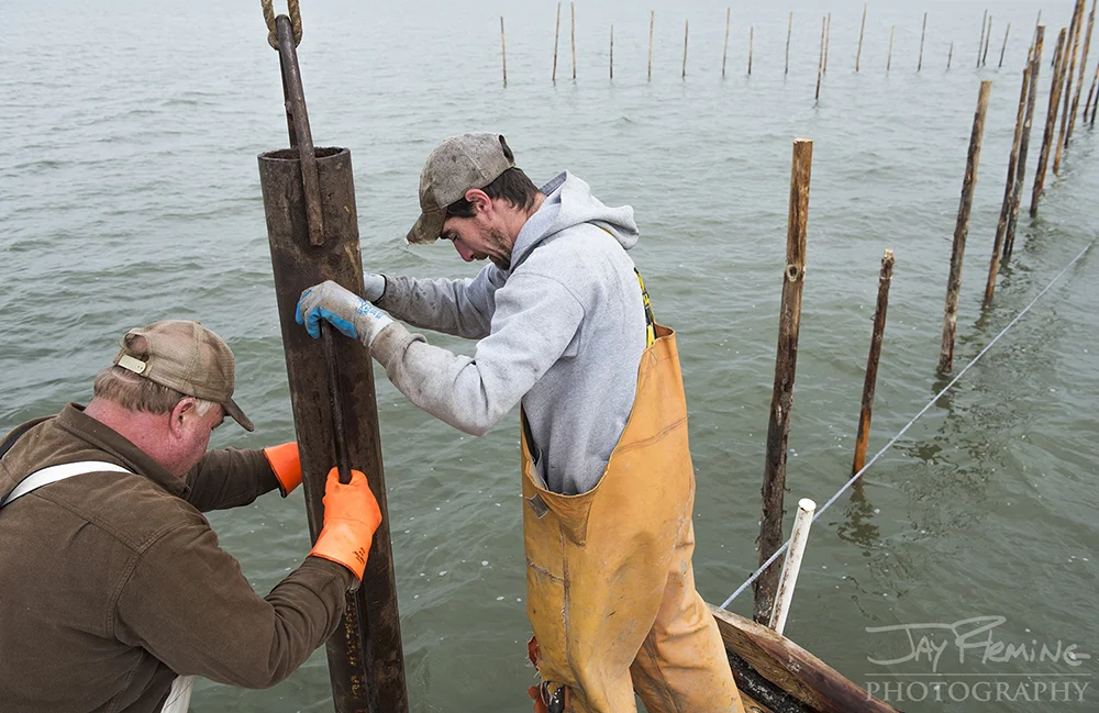 Reedville Pound Net Pole Setting © Jay Fleming - 04.jpg