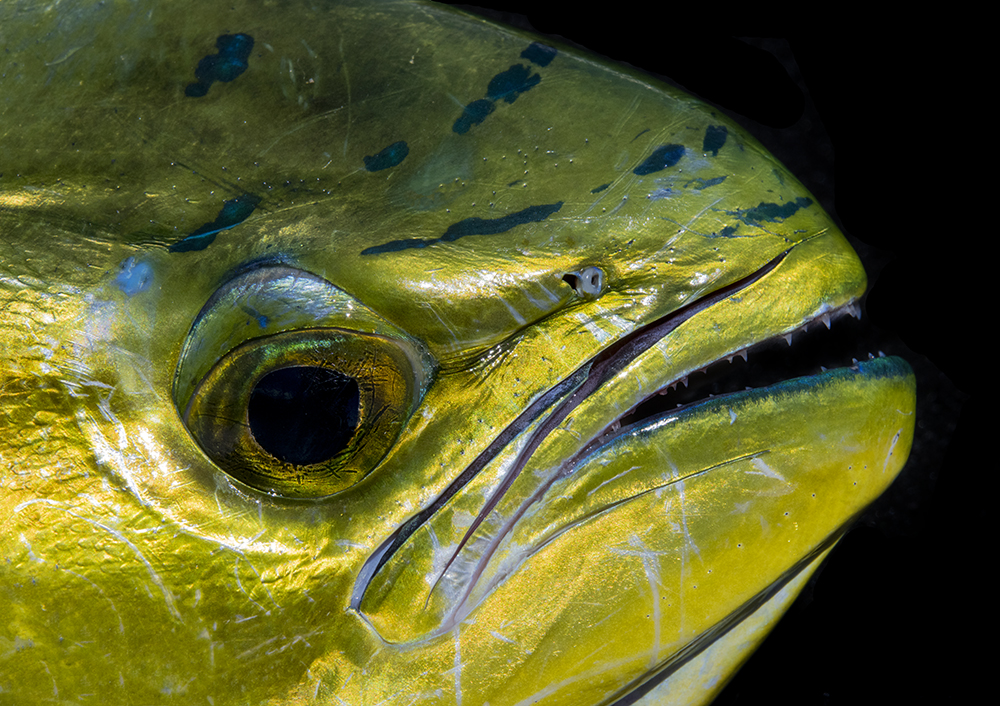 Fish Details © Jay Fleming 04.jpg