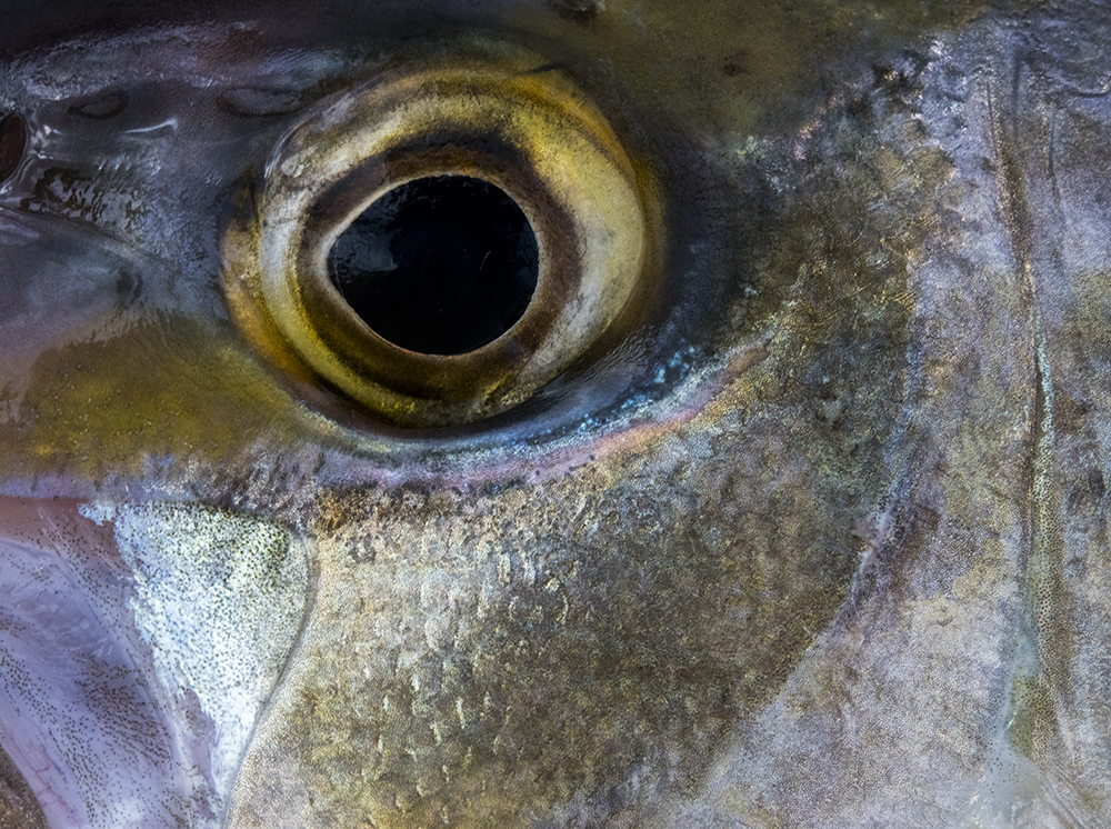 Fish Details © Jay Fleming 05.jpg