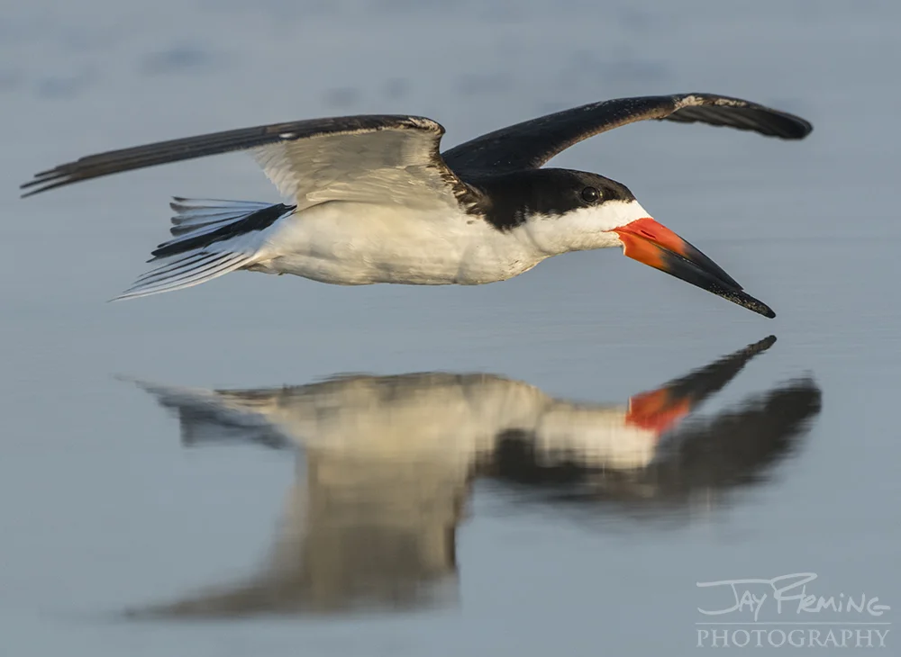 Thousands of Black Skimmers utilize the remote beaches of Virginia's Barrier Islands for nesting grounds during the summer months. 