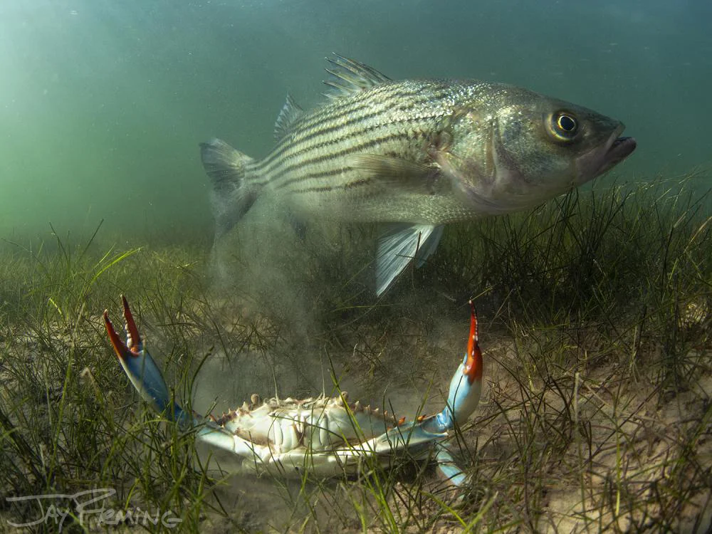 Rockfish and Blue Crab, 30”x40” printed on Archival Matte Canvas