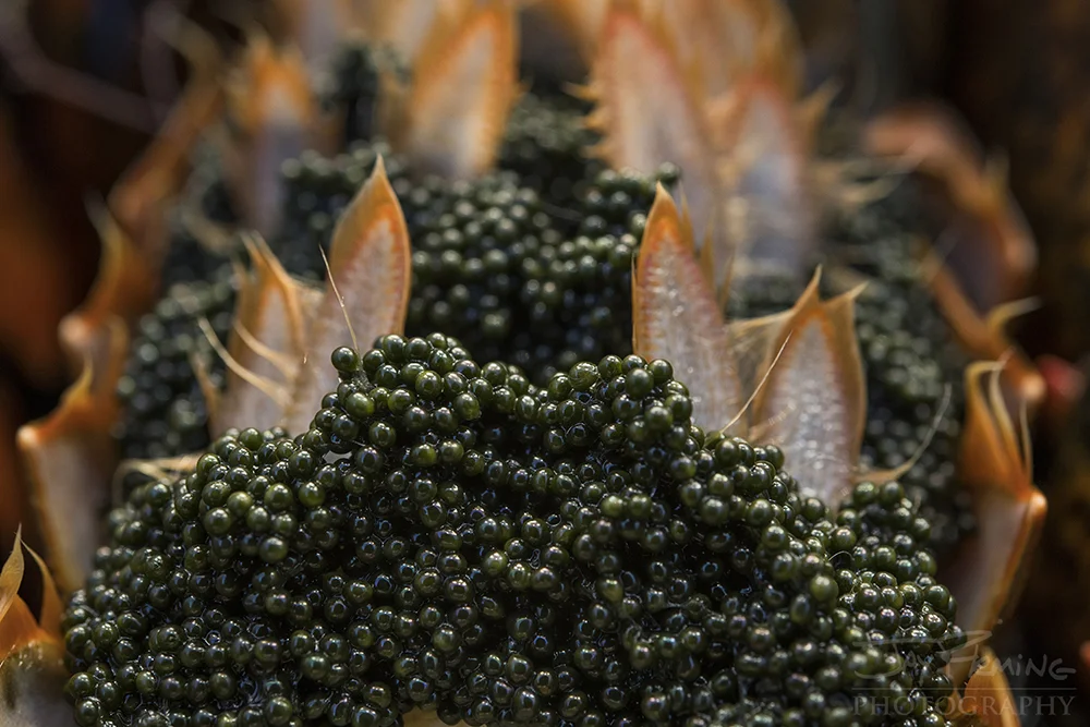 Detail of the egg bearing female lobster pictured above.