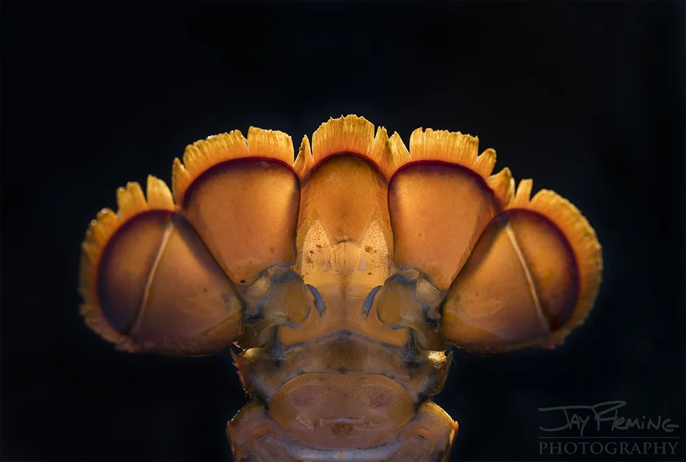 The tail of a lobster.