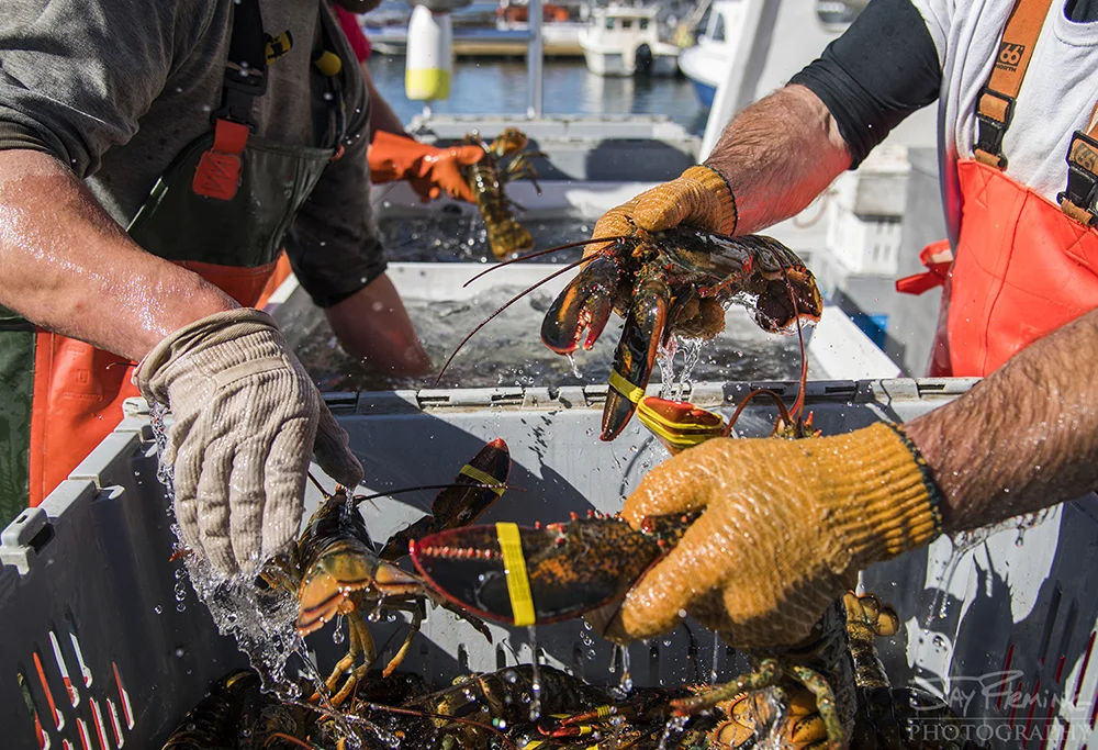 Lobster being unloaded from a workboat’s holding tank into the Cranberry Isles Fisherman’s Co-Op holding containers.