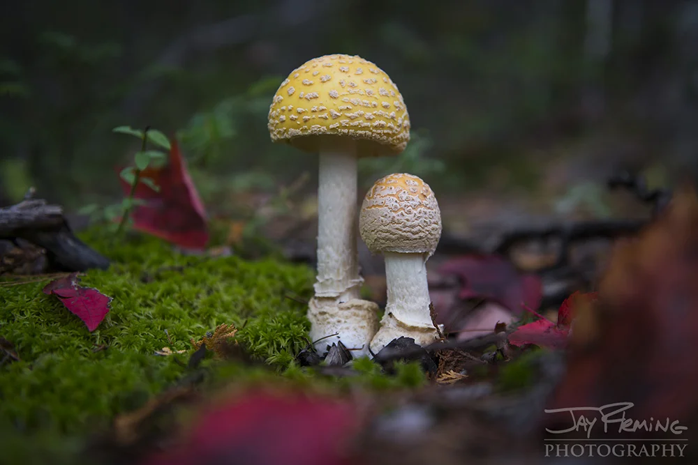 Wild mushrooms in Acadia National Park.