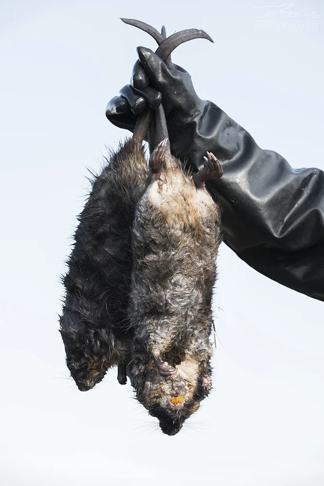 Dorchester Muskrat Trapping 2-2019© Jay Fleming - 02.jpg