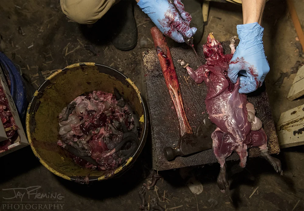 Dorchester Muskrat Trapping 2-2019© Jay Fleming - 06.jpg