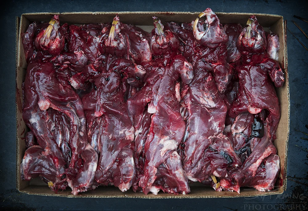 Dorchester Muskrat Trapping 2-2019© Jay Fleming - 04.jpg