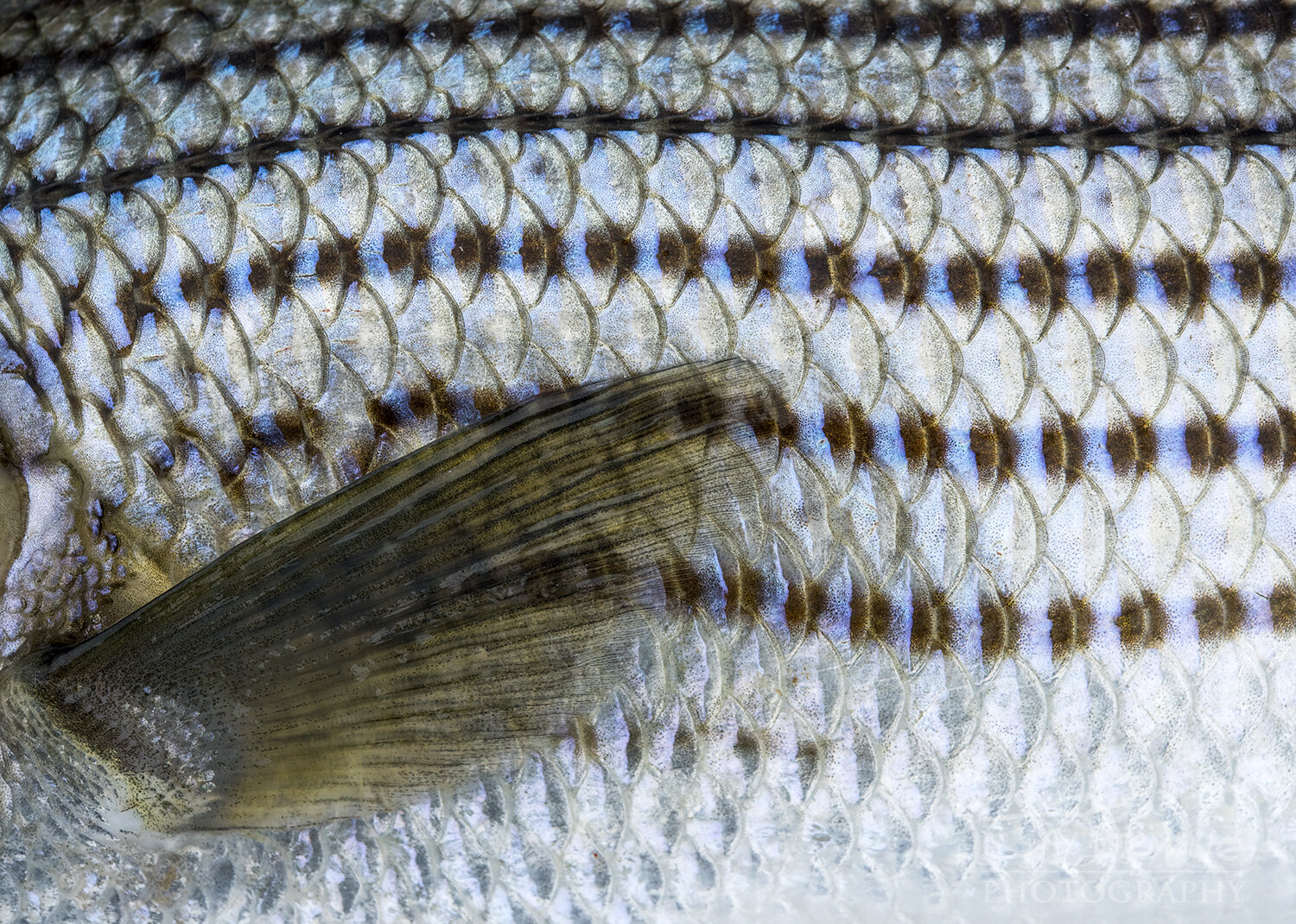 Striped Bass Scales — Jay Fleming
