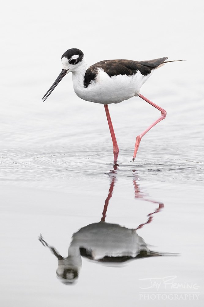 Galapagos 1.2023© Jay Fleming Photography07.jpg