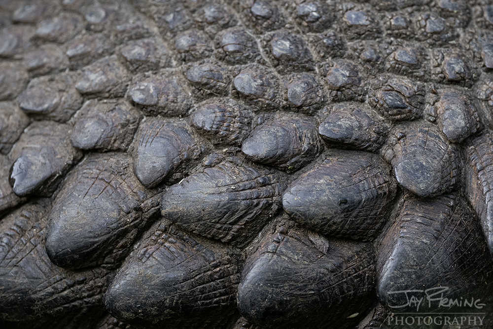 Ecuador - Galapagos 2023© Jay Fleming Photography25.png